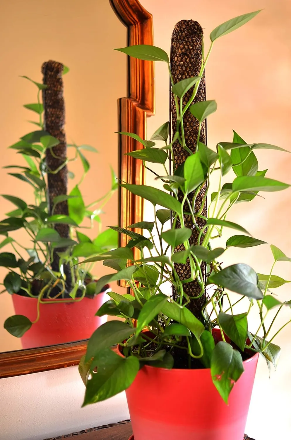 Mosser Lee ML1010H Totem Pole Plant Support, 24",Brown