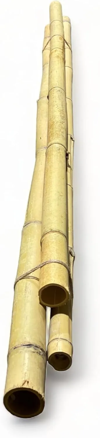 Pack of 3 Bamboo Sticks - 6 Feet Long Natural Thick Bamboo Poles - 1.5 in Diameter - Garden Stakes (Beige)